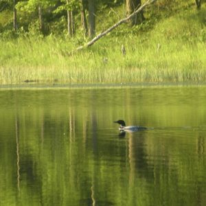 Healthy shoreland