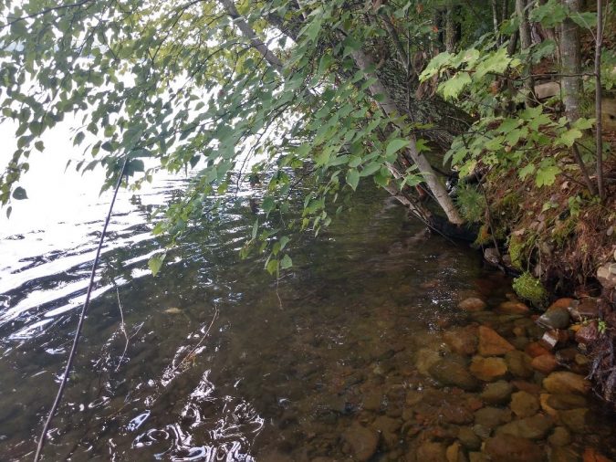 Shoreline on Stone Lake affected by high water