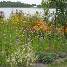 Buffers protect lakes