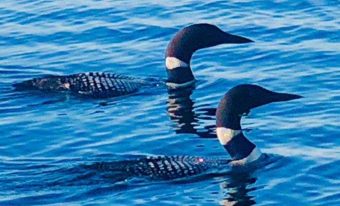 Loons swimming in Stone Lake