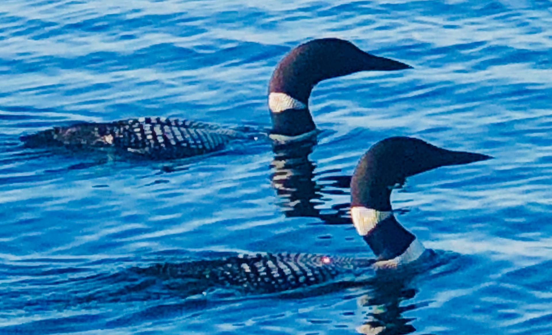 Loons swimming in Stone Lake