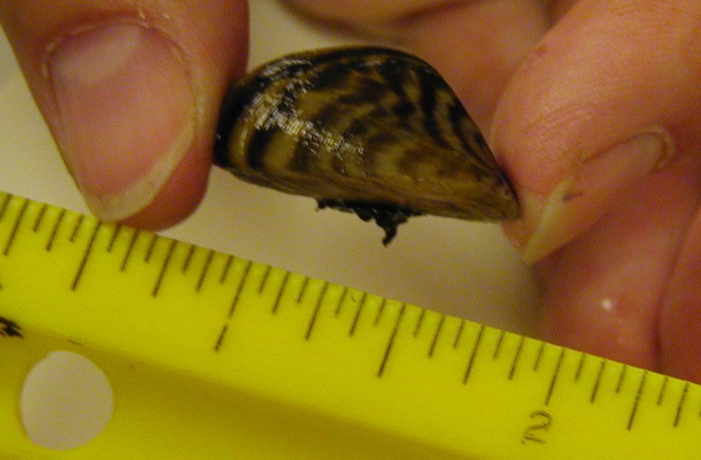 Zebra Mussel with Scale