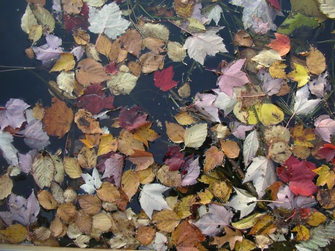 Floating leaves