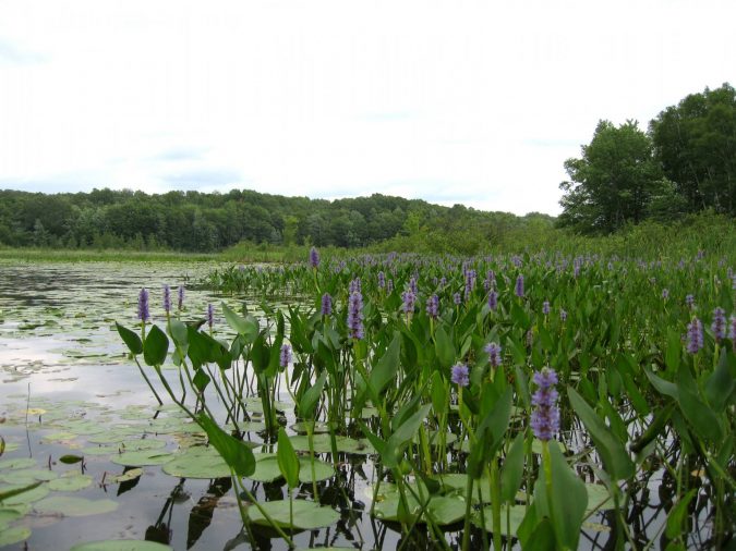 pickerel Wwed